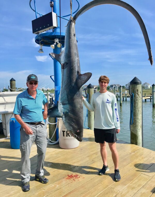 Picture of Thresher shark at the Ocean City Fishing Center.